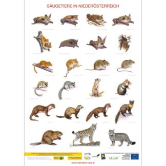 Poster Säugetiere in NÖ