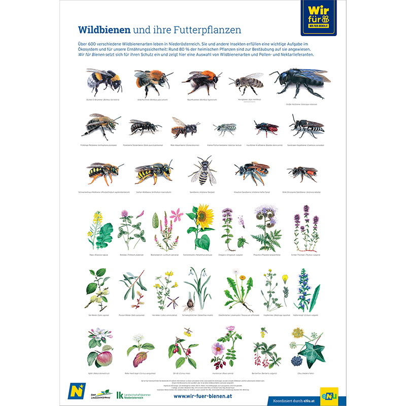 Poster Wildbienen und ihre Futterpflanzen